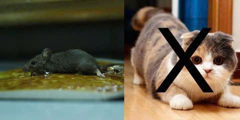 SET 05 HỘP KEO DÍNH CHUỘT SỬ DỤNG NHIỀU LẦN